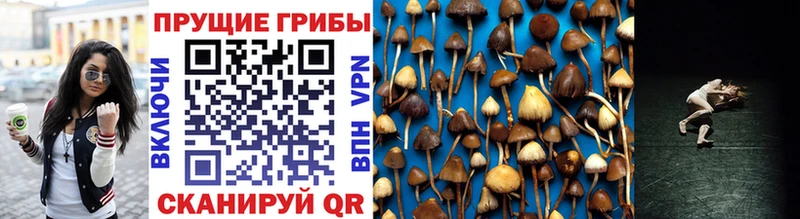blacksprut ссылки  Туринск  Псилоцибиновые грибы ЛСД  где купить наркоту 